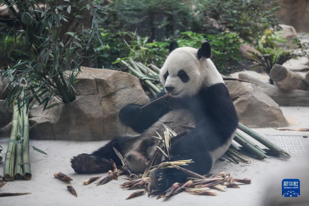 巴黎人怎么充值